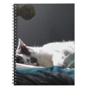 Carnet Chat dans Sunspot Ne pas déranger