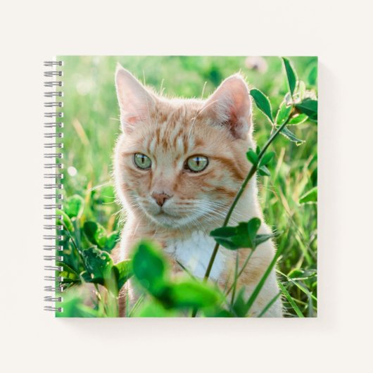 Carnet Chat de gingembre avec yeux verts en herbe (Devant)