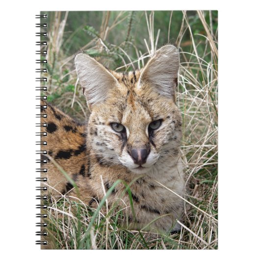 Carnet Chat de Serval détendant dans l'herbe (Devant)