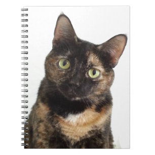 Carnet Chat d'écaille