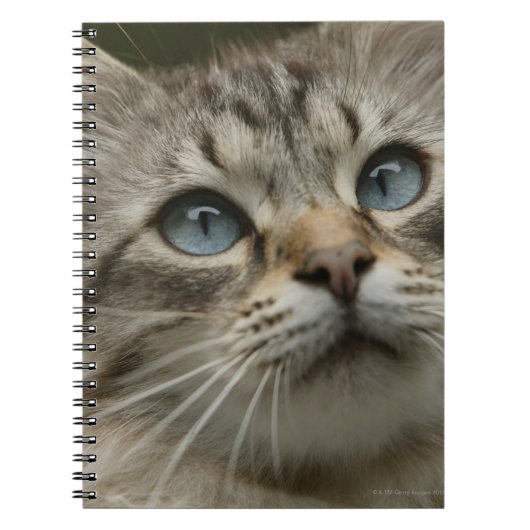 Carnet chat domestique (Devant)