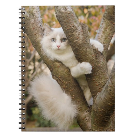 Carnet Chat Fluffy aux Yeux Bleus dans un Arbre (Devant)