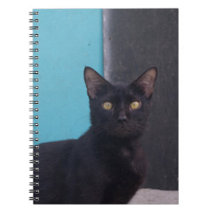 Carnet Chat noir surpris