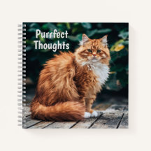 Chat perse orange