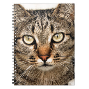 Carnet Chat tigré