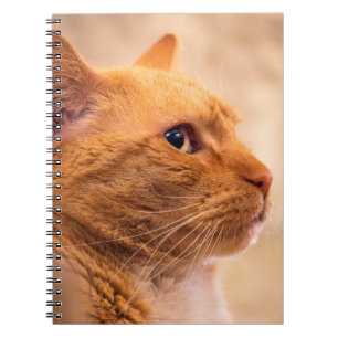 Carnet Chat Tigre Orange Portrait de Chien Chaud