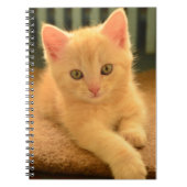 Carnet Chaton (Devant)