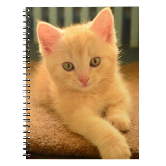 Carnet Chaton (Devant)