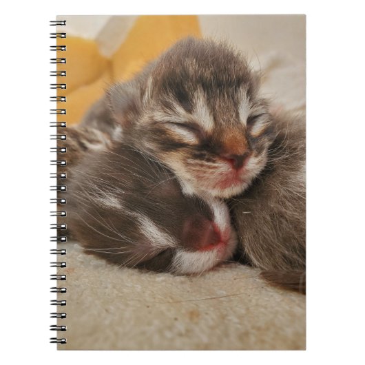 Carnet Chaton dormant (Devant)