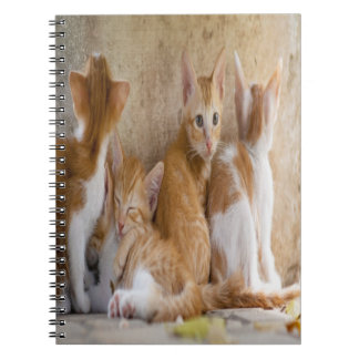 Carnet Chaton marbré orange et blanc/Ajoutez la photo de