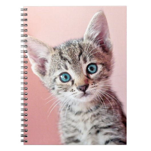 Carnet Chaton mignon avec les yeux bleus (Devant)