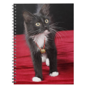 Carnet Chaton noir et blanc à poils courts, 2 mois 1/2