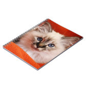 Carnet Chaton sacré de Birman (Côté gauche)