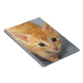 Carnet Chaton tigré orange (Côté Droit)