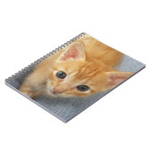 Carnet Chaton tigré orange (Côté gauche)
