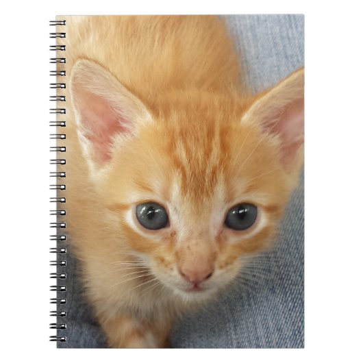 Carnet Chaton tigré orange (Devant)