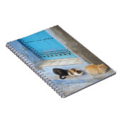 Carnet Chats, Chefchaouen, Maroc (Côté Droit)