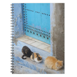 Carnet Chats, Chefchaouen, Maroc