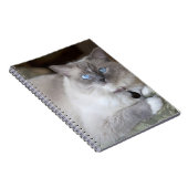 Carnet Chatte Ragdoll (Côté Droit)