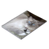 Carnet Chatte Ragdoll (Côté gauche)