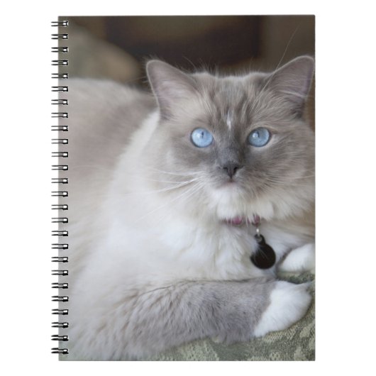 Carnet Chatte Ragdoll (Devant)