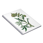 Carnet Chaudron puant hellebore fleurs vertes roux (Côté Droit)