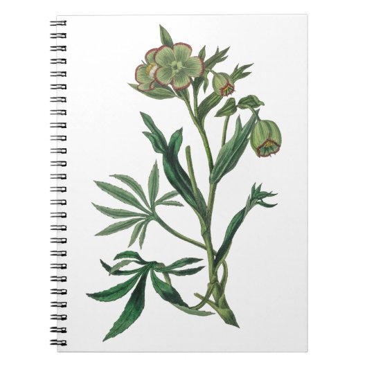 Carnet Chaudron puant hellebore fleurs vertes roux (Devant)