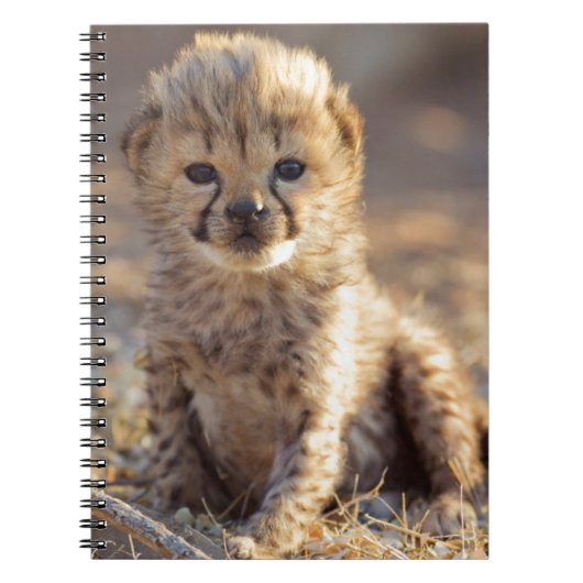 Carnet Cheetah 19 jours bébé mâle (Devant)