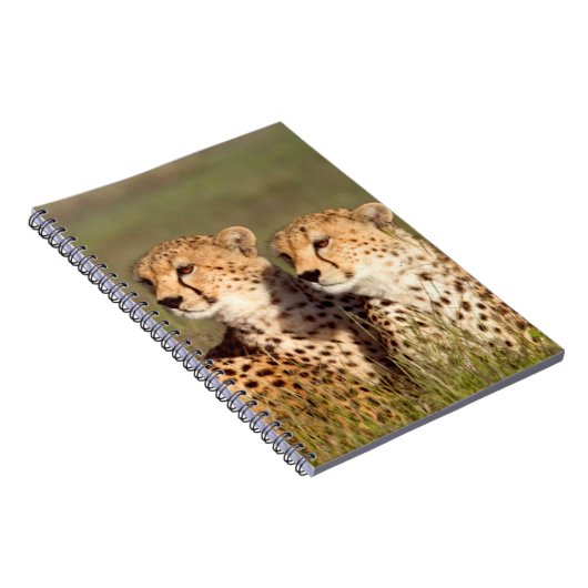Carnet Cheetah Lying (Côté Droit)