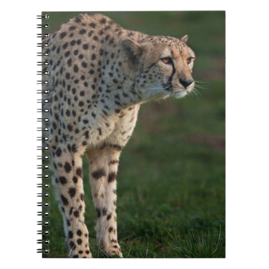 Carnet Cheetah prêt à rebondir (Devant)