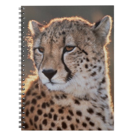 Carnet Cheetah regarde loin (Devant)