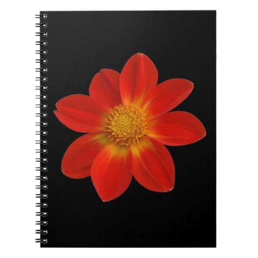 Carnet Cherub alpin (Dahlia) (Devant)