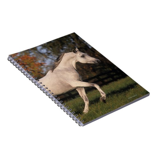 Carnet Cheval arabe : Automne 2 (Côté Droit)