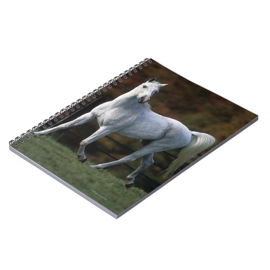 Carnet Cheval arabe courant 1 (Côté gauche)