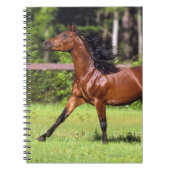 Carnet Cheval arabe courant 2 (Devant)
