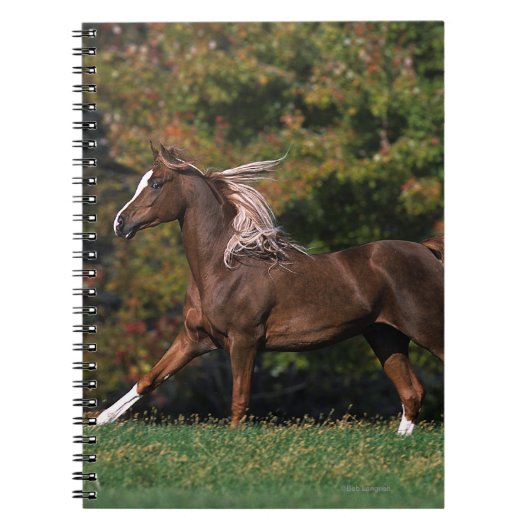 Carnet Cheval arabe fonctionnant dans le domaine herbeux (Devant)
