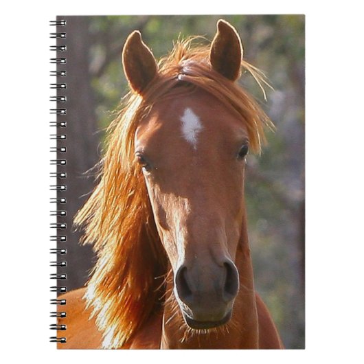 Carnet Cheval Brown au soleil (Devant)