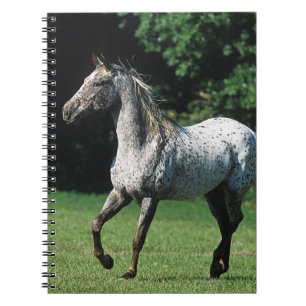 Carnet Cheval d'Appaloosa courant 2