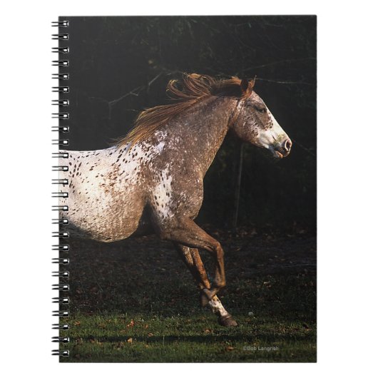 Carnet Cheval d'Appaloosa courant 4 (Devant)