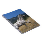 Carnet Cheval d'Appaloosa courant la montagne (Côté Droit)