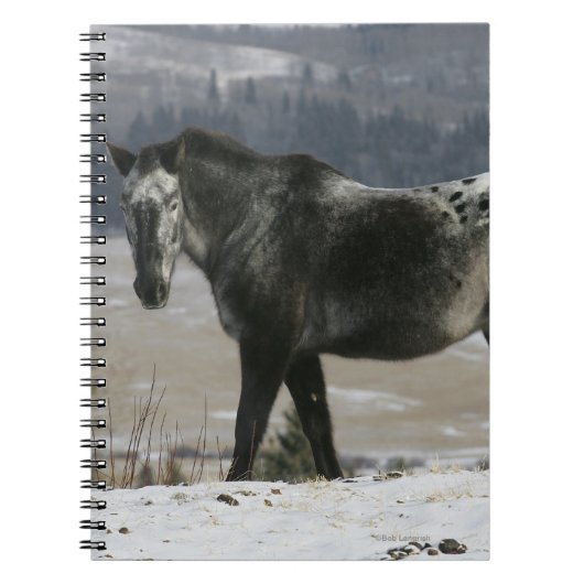 Carnet Cheval d'Appaloosa dans la neige (Devant)