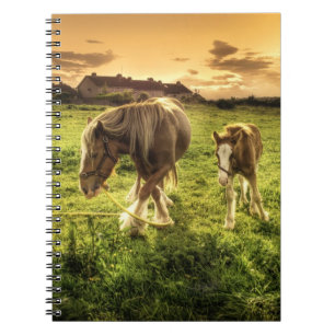 Carnet Cheval de mère et de poulain