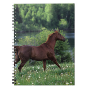 Carnet Cheval de pur sang se tenant en fleurs