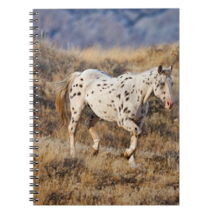 Carnet Cheval errant dans les collines panoramiques de Bi