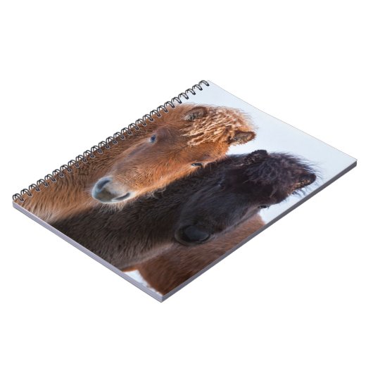 Carnet Cheval islandais en hiver en Islande (Côté gauche)