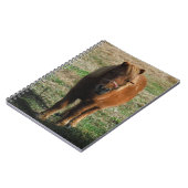 Carnet Cheval miniature Brown (Côté gauche)