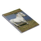 Carnet Cheval miniature fonctionnant près de l'eau (Côté Droit)