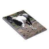 Carnet Cheval Pinto Paint (Côté Droit)