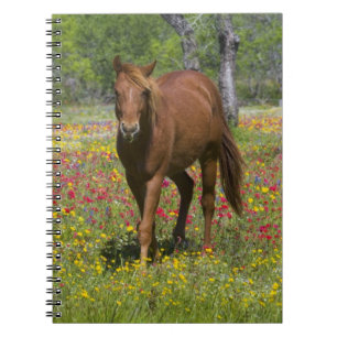 Carnet Cheval Quarter Horse dans un champ de fleurs sauva