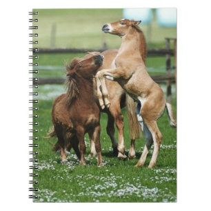 Carnet Chevaux 3